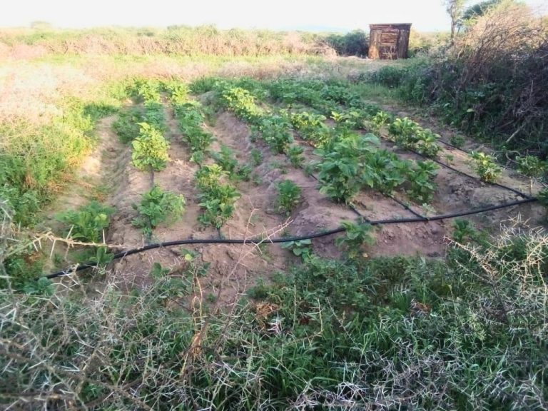 environmental and agriculture (3)