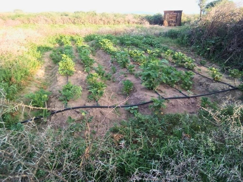 environmental and agriculture (3)