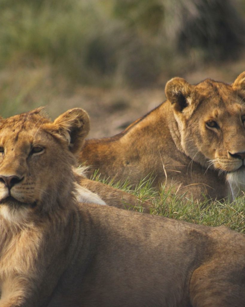 African lions on safari in Tanzania, wildlife viewing experience included with volunteer and cultural immersion programs in East Africa.